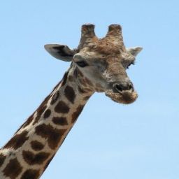 Mitglied: -Giraffe-