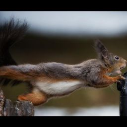 Mitglied: Squirrel