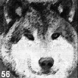 Mitglied: wolf56