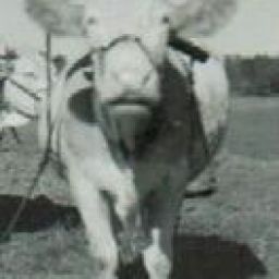 haggj62
