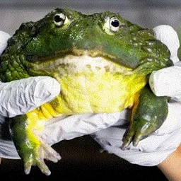 bigfrog