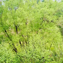 ForscherHerz